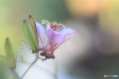 杜鵑草