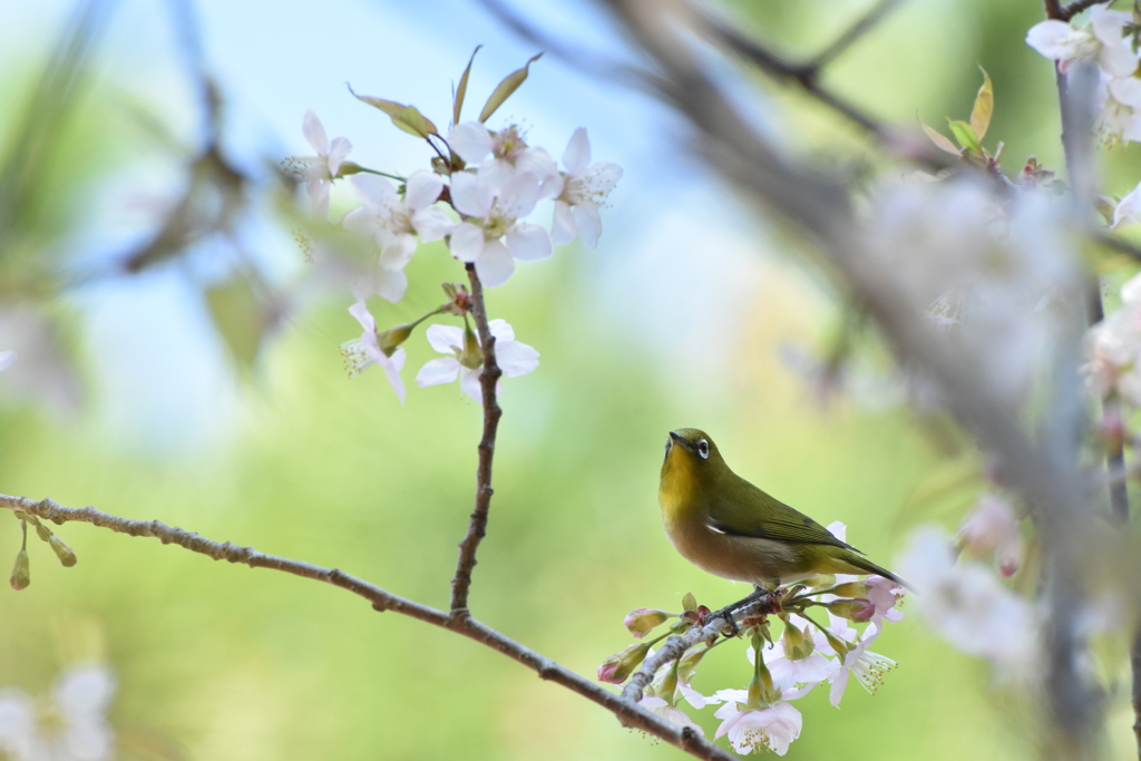 ヒマラヤ桜とメジロ