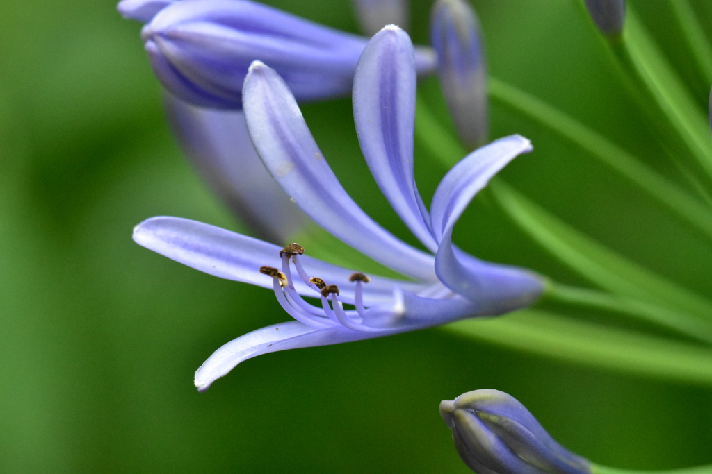 愛の花