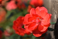 Rosa