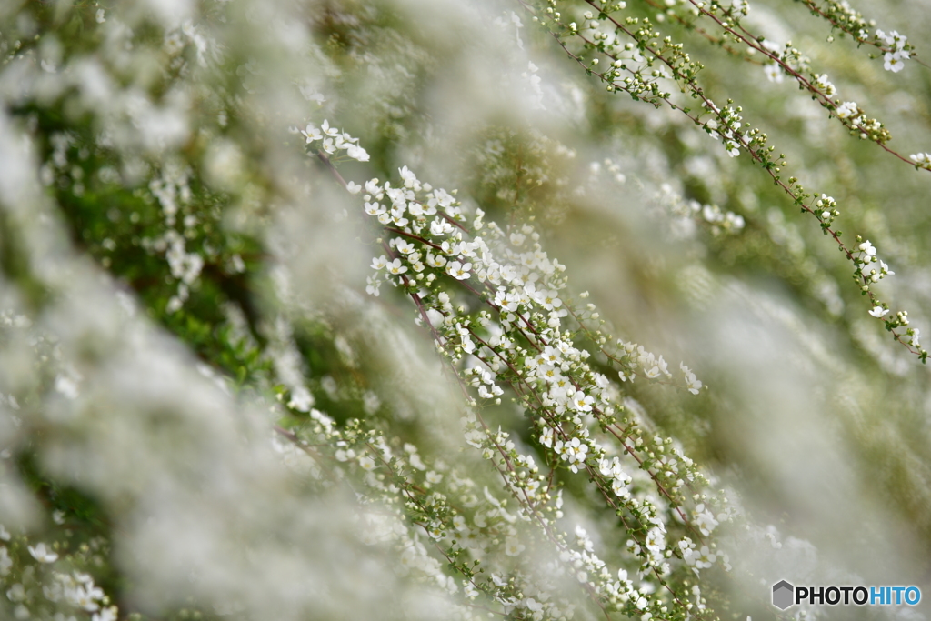 雪柳(雪崩れて候)