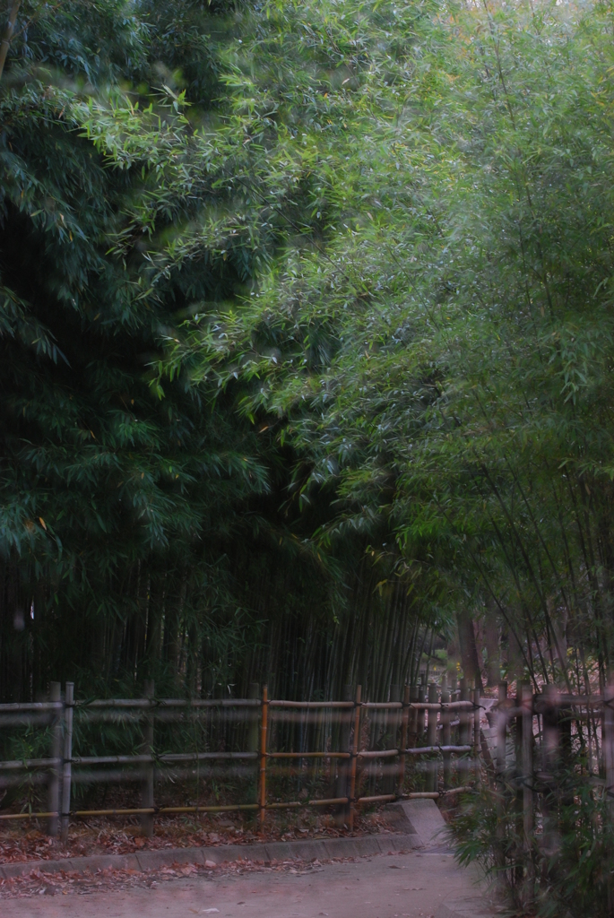 いつもの公園　竹林
