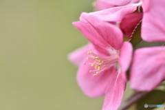 姫リンゴの花