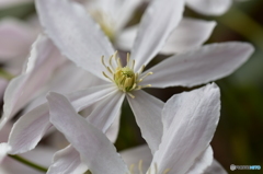 Clematis