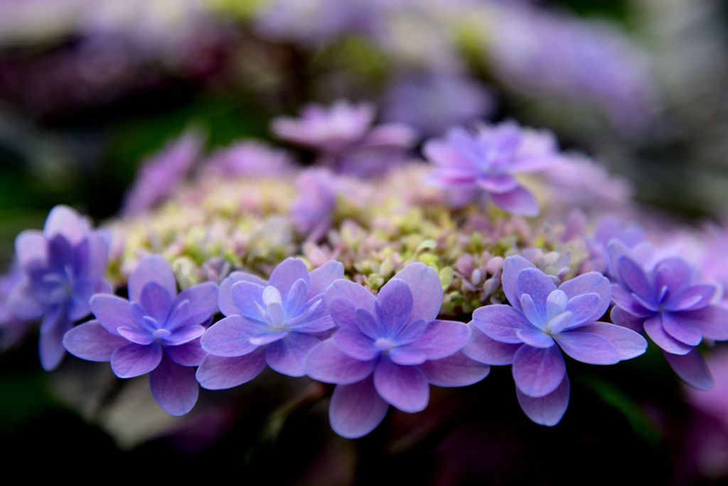 紫陽花