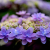 紫陽花