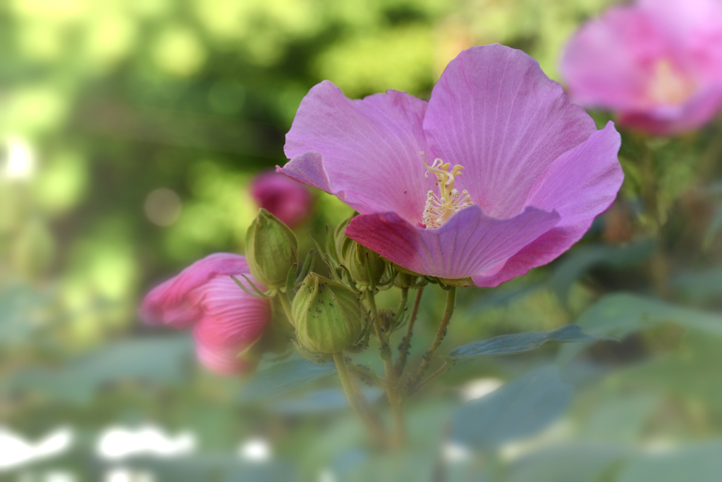 芙蓉