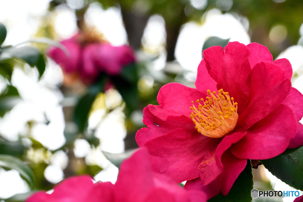 山茶花