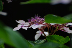 葉に陰　額紫陽花