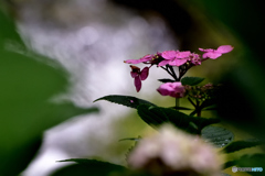 紫陽花