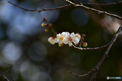 春の気配 春の気配