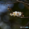 春の気配