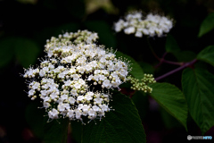 ガマズミの花