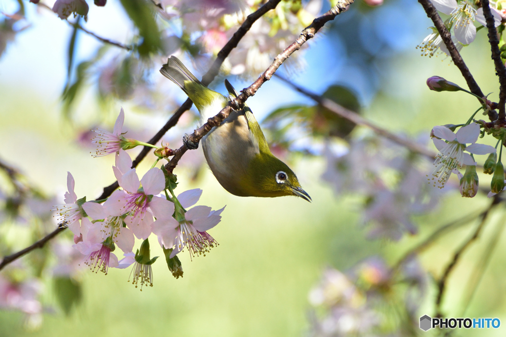 ヒマラヤ桜にメジロ