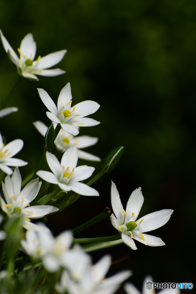 Star of Bethlehem