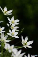 Star of Bethlehem
