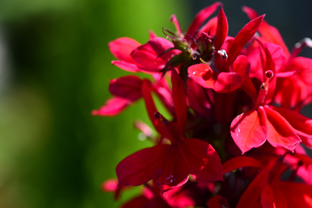 真っ赤に燃えた　花