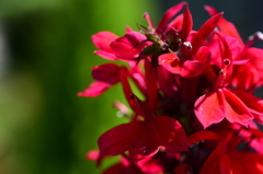 真っ赤に燃えた　花