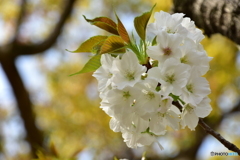 VIVA美葉 桜1