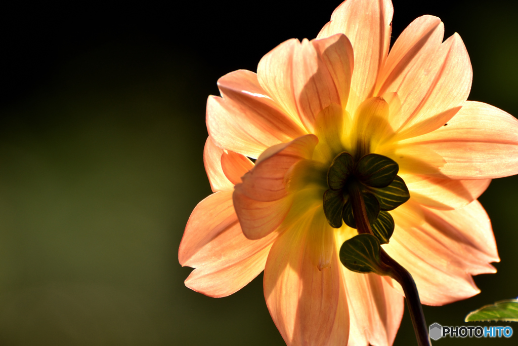 裏から覗いてみた