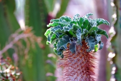 かわった植物
