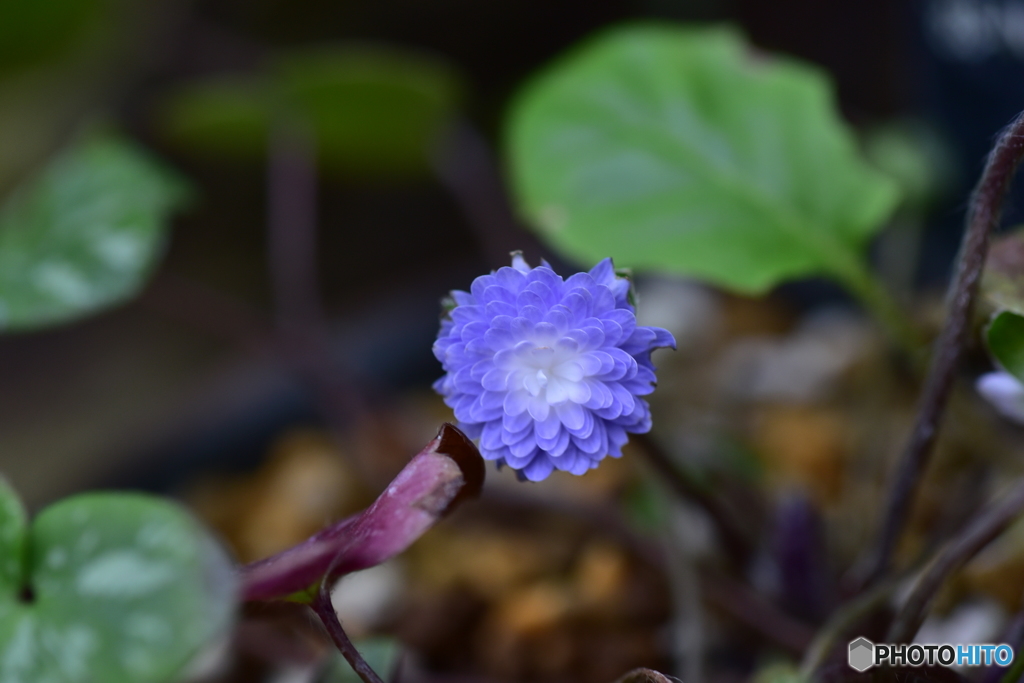小さな花一輪　大紫峰