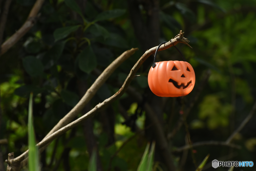 ハロウィンの木