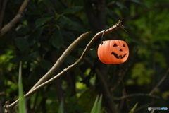 ハロウィンの木