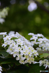 柏葉紫陽花