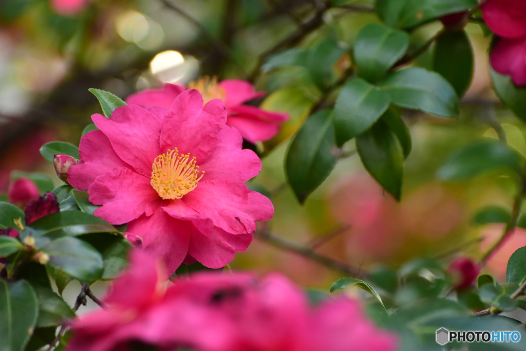 山茶花