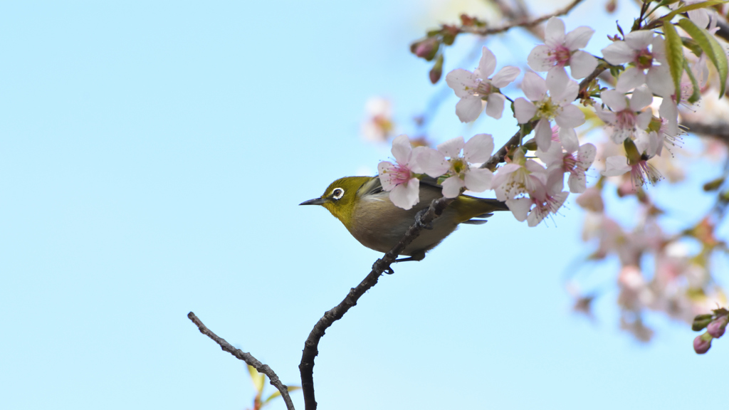 メジロとヒマラヤ桜10