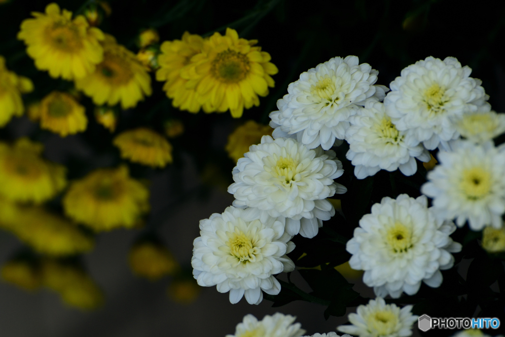 小菊