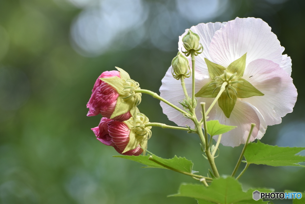 酔芙蓉