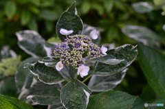 咲きだした紫陽花