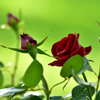 秋薔薇