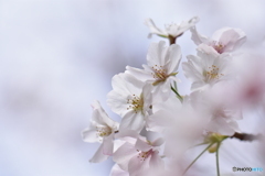 桜咲く