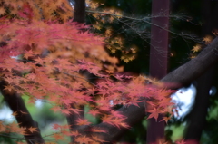 12月の紅葉