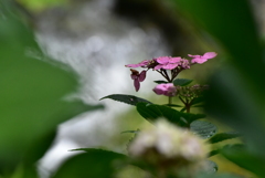 紫陽花