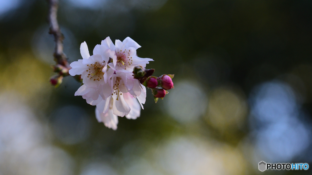 十月桜