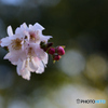 十月桜