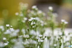 Androsace laggeri