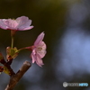 河津桜