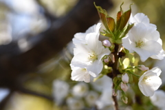 大島桜