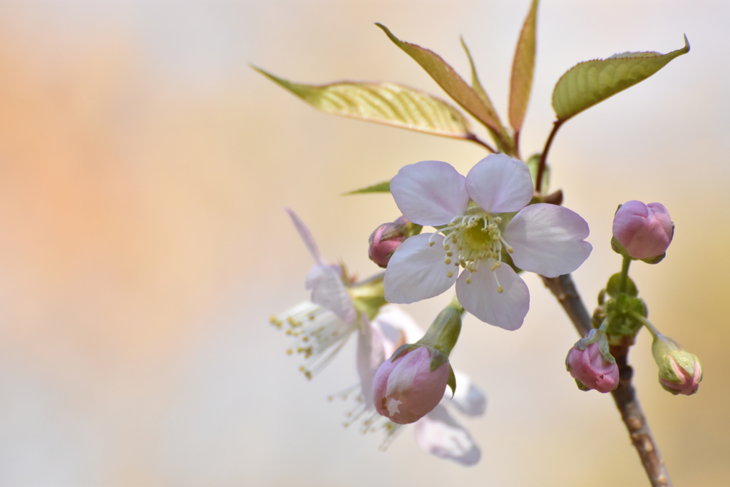 桜咲く･･･間もなく冬