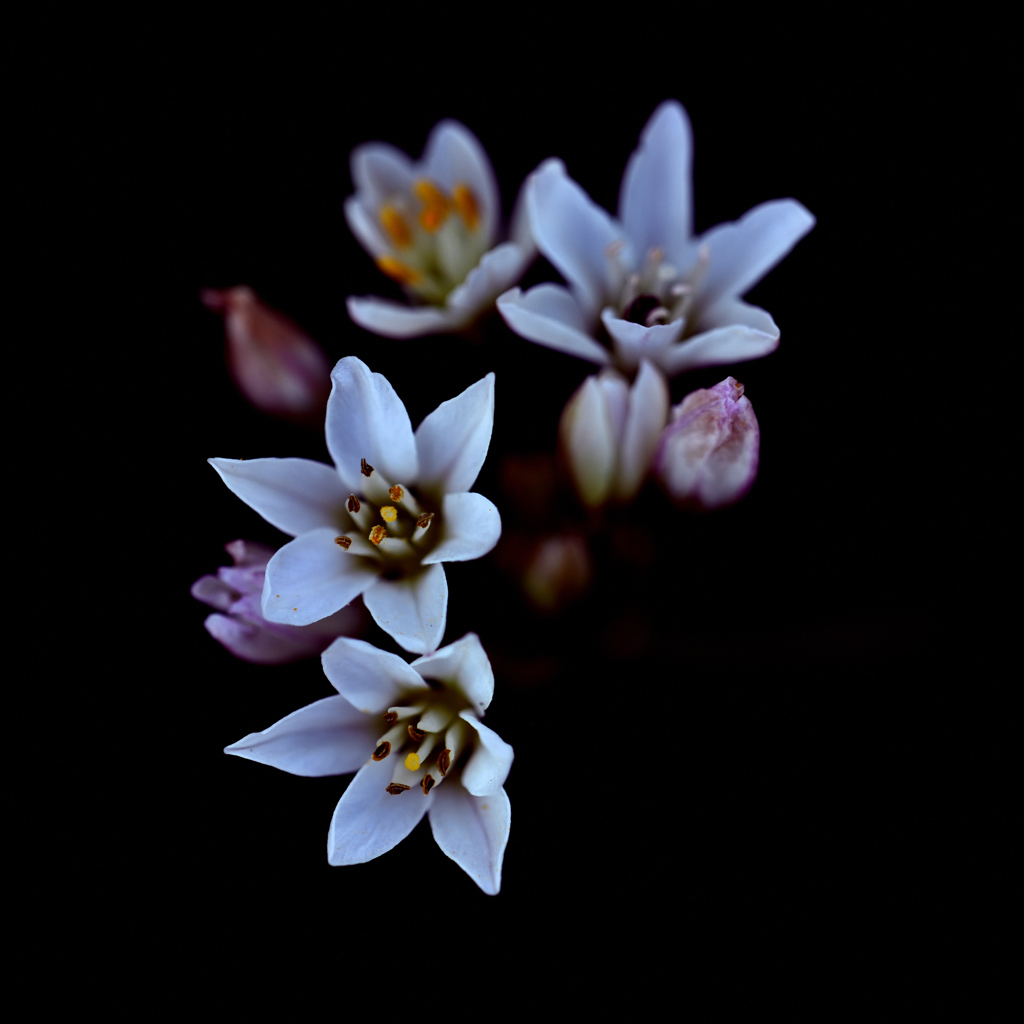 小さな花