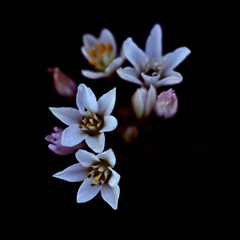 小さな花