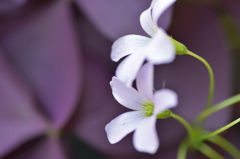 花恋(可憐)