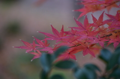紅