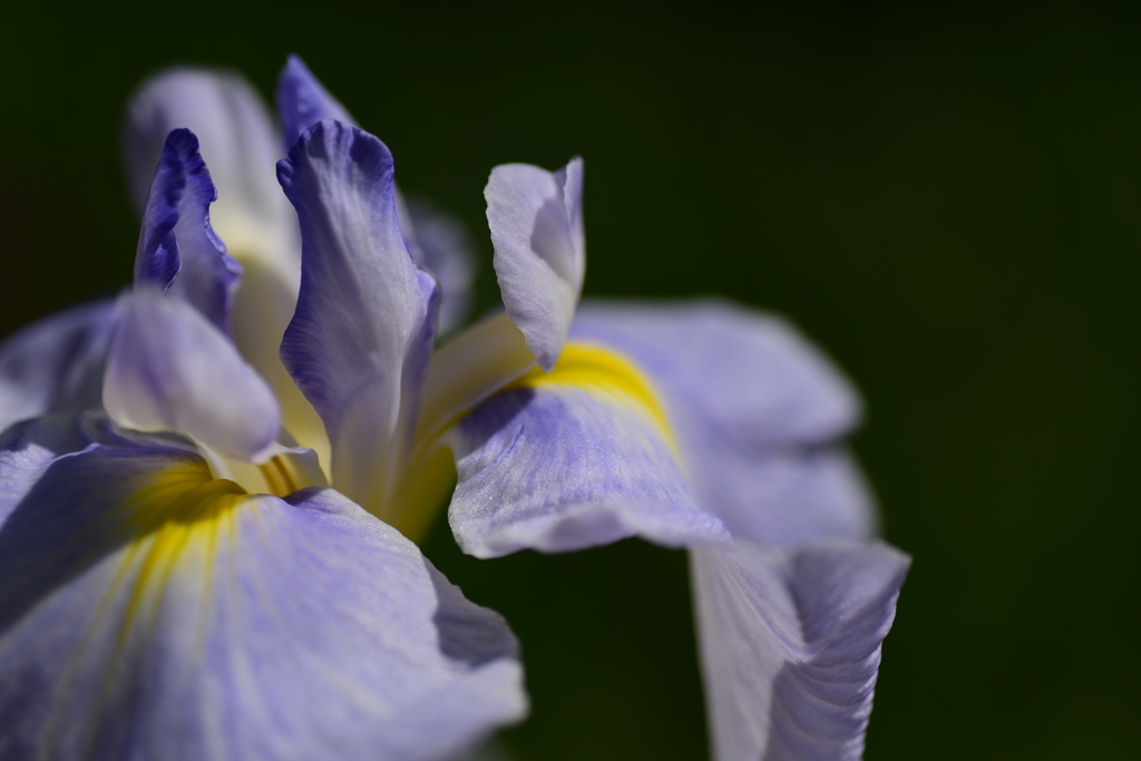 色気で菖蒲(勝負)