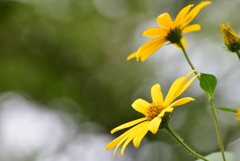 菊芋